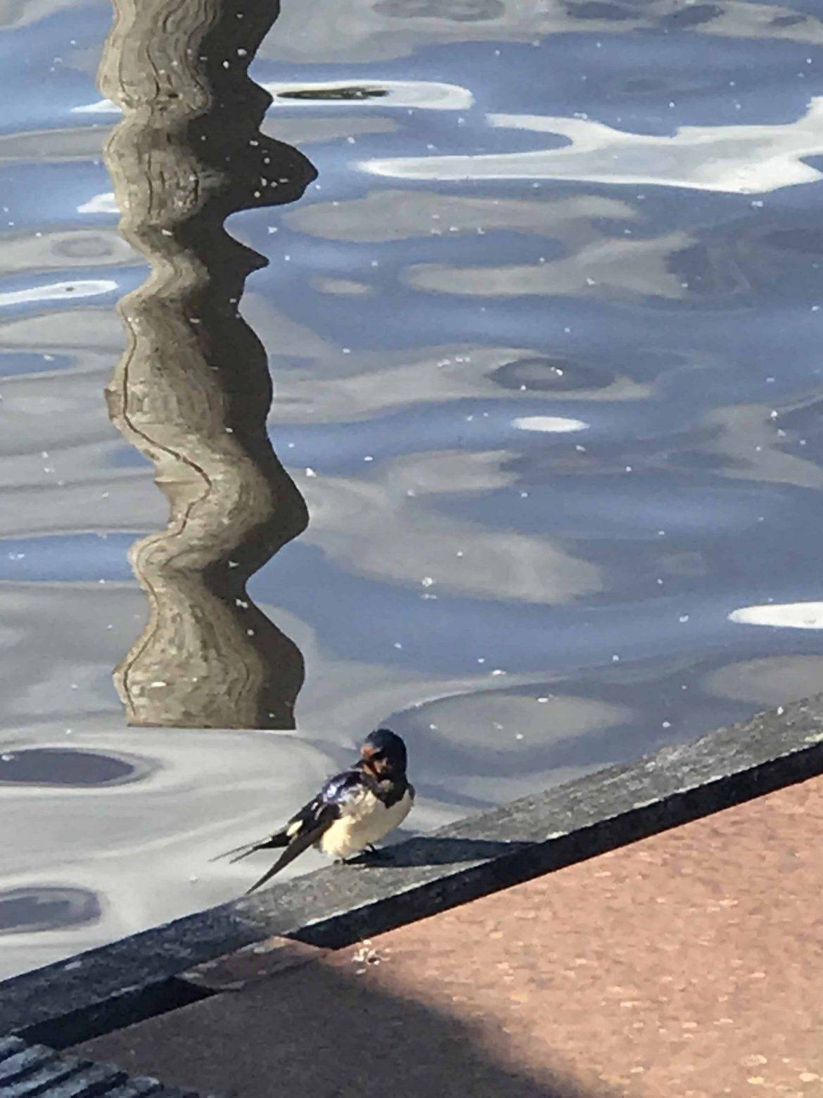 boerenzwaluw op steiger