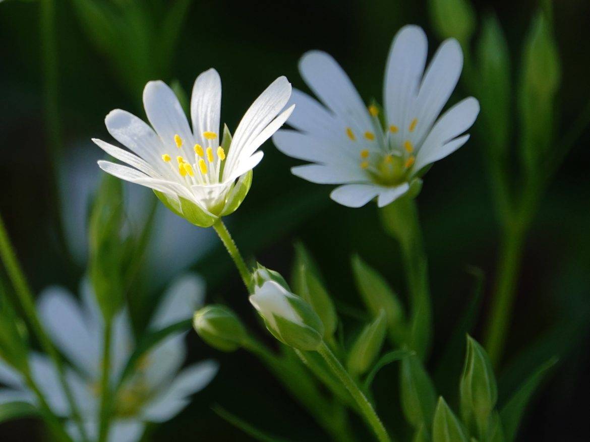 2 witte bloemen - grote muur - De bloemen hebben een gele kern