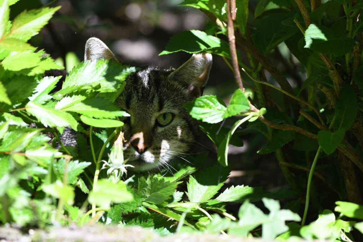 Voor ogen die het donker zagen