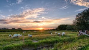 schapen in een weiland in de vroege ochtendzon