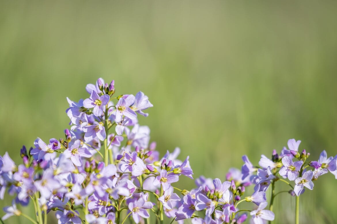 Pinkstereditie Elisabeth Magazine - Pinksterbloemen
