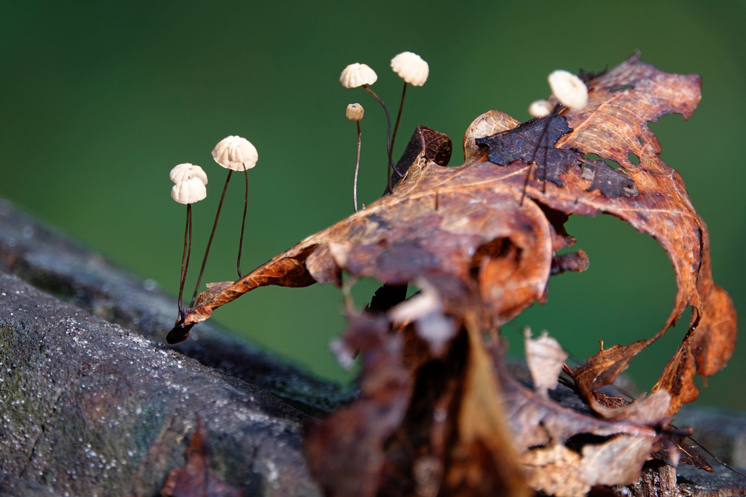 Natuurvraag quiz Elisabeth Magazine - hoe heten deze paddenstoeltjes