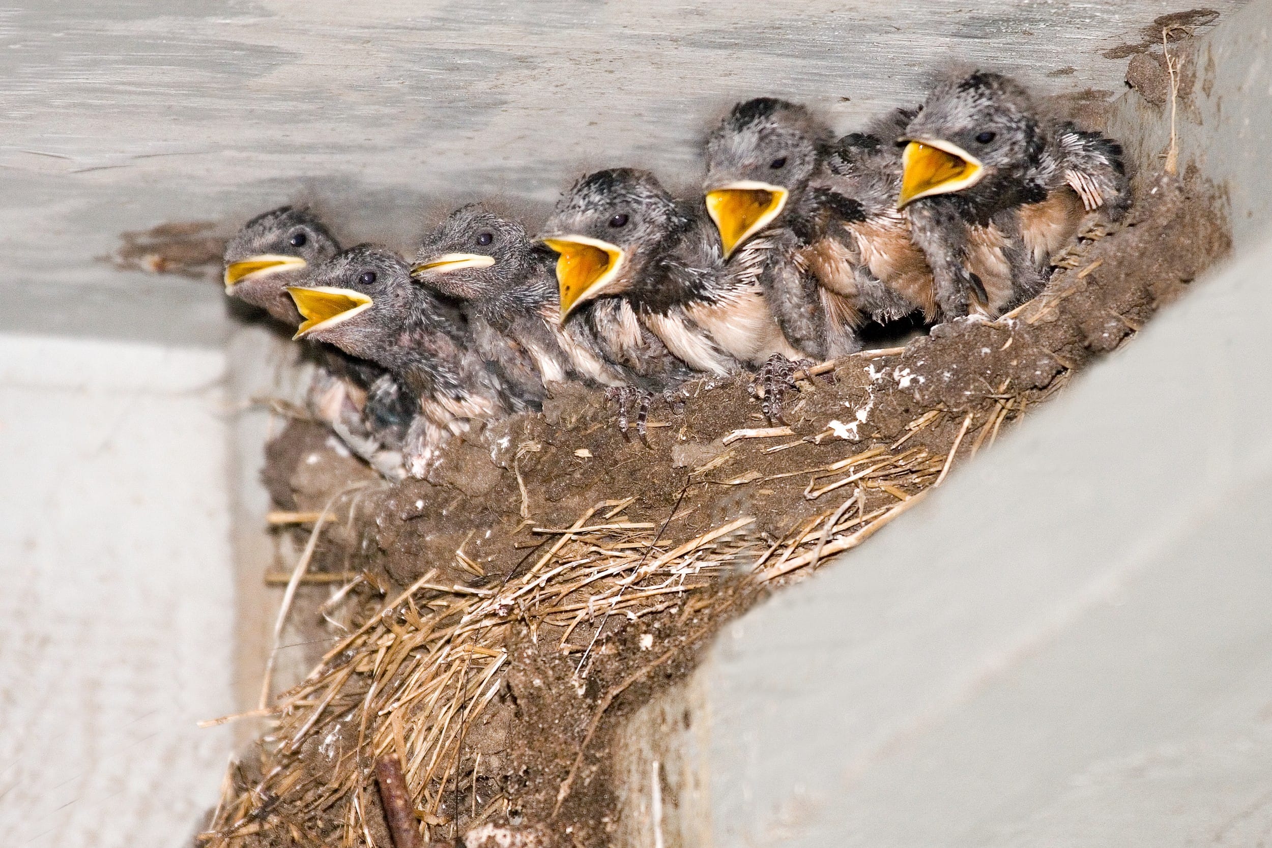 Natuurvraag quiz Elisabeth april 2026